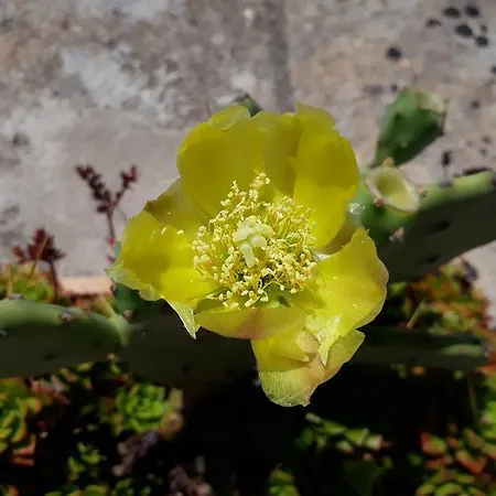 Panzió Almacanto 4*