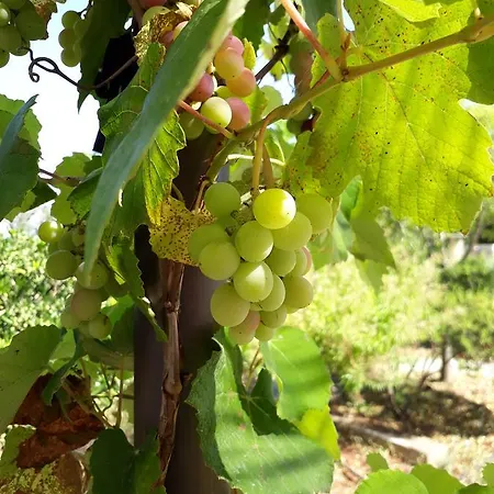 Almacanto トゥーリエ