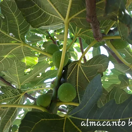 Almacanto ベッド・アンド・ブレックファスト 4*